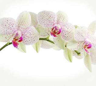 Фотопанно Divino Орхидея веточка (C-394) оптом